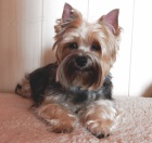 Ztracen� fenka jork��rsk�ho terriera - �ipovan�