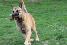 Belgick ovk - malinois