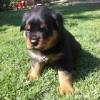 Rotvajler �t���tka