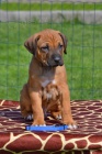 Rhodesian ridgeback �t��ata s PP