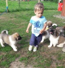 �esk� horsk� pes