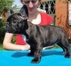 �t�n� francouszk�ho buldo�ek