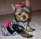 Jork��rsk� teri�r