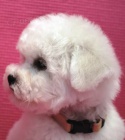 Bi�onek - Bichon Fris�