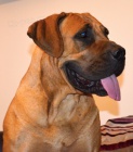 Boerboel tata s PP na prodej