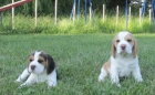Beagle - �t��ata s PP