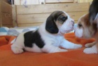 Beagle - �t��ata s PP