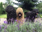 tata-briard