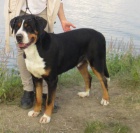 Nab�dka psa ke kryt� s PP