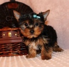 York��rsk� teri�r na prodej s PP