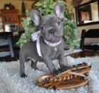 Francouzsk� buldo�ek