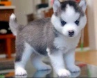 Sibi�sk� husky