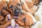 LIUWA RHODESIAN RIDGEBACKS - �T���TKA