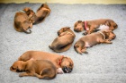 LIUWA RHODESIAN RIDGEBACKS - �T���TKA