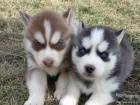 Sibi�sk�ho husky �t��ata .