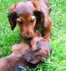 Jezev��k dlouhosrst� trpasli��