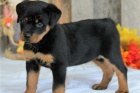 Rottweiler �t��ata.