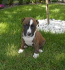 ..Americk� staford�irsk� teri�r s PP