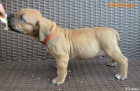 Boerboel tata s PP na prodej