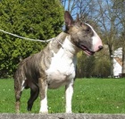 Bulteri�r �t��ata s PP, pln� testovan� rodi�e