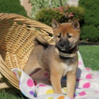 �t��ata shiba inu na prodej