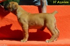 Boerboel tata s PP na prodej