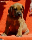 Boerboel tata s PP na prodej