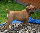 Boerboel tata s PP na prodej