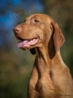 �t���tka Vizsla