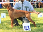 �t���tka Vizsla