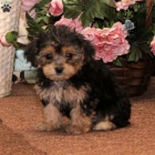 York��rsk� teri�r na prodej s PP