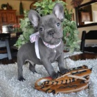 Francouzsk� buldo�ek 