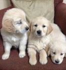 �t��ata zlat�ch retr�vr�.