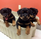 Rottweiler �t��ata.
