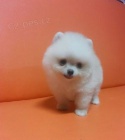Pomeranian �pic �tenata