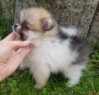 Pomeranian �pic �tenata