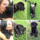 �t��ata Labrador retriever