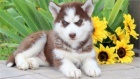 �t��ata Sibi�sk�ho huskyho.