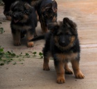 �t��ata n�meck�ho ov��ka.