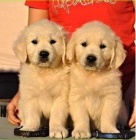 Zlat� retr�vr na prodej s PP