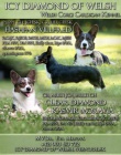 �teniatka welsh corgi cardigan