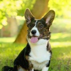 �teniatka welsh corgi cardigan