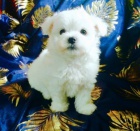 Malt�zsk� chlape�ek - klub kennel reg