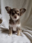 .chihuahua �t��ata na prodej !!