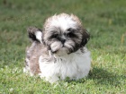 Shih-tzu, �i-tzu pejsek s PP