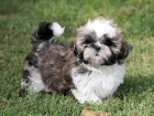 Shih-tzu, �i-tzu pejsek s PP