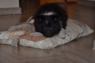 �eltie , sheltie - ��. s PP