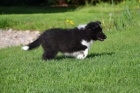 �eltie , sheltie - ��. s PP