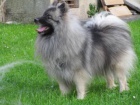 N�meck� �pic vl�� / Keeshond