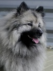 N�meck� �pic vl�� / Keeshond